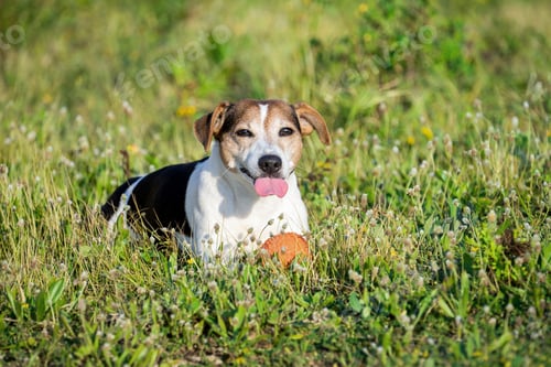 Preview: Happy dog lying in grass and relaxing after ball playing and show tongue