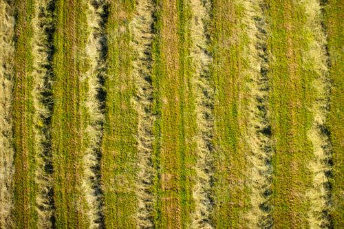 Preview: Dry the hay in the open field