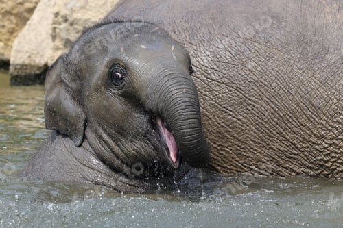 Preview: An Indian elephant (Elephas maximus) in the water
