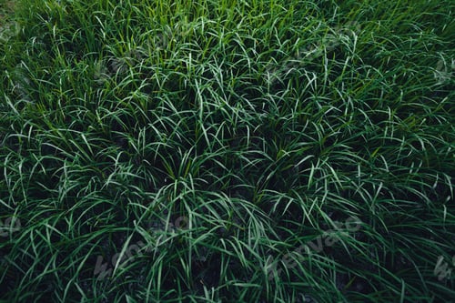 Preview: Green Rice field on terraced and farm hut