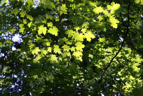 Preview: Green branches of maple