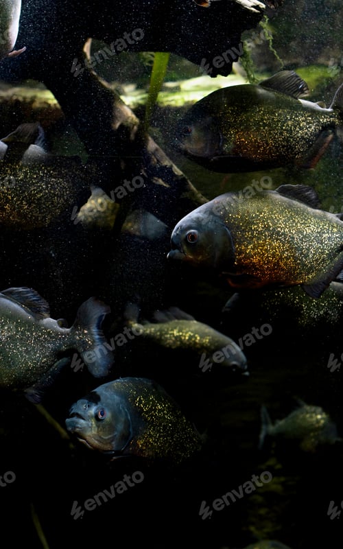 Preview: Flock of hungry piranhas swim in dark water of river closeup