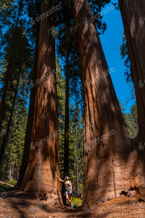 Preview: 09 sequoia 0046