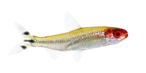 Preview: Hemigrammus bleheri fish