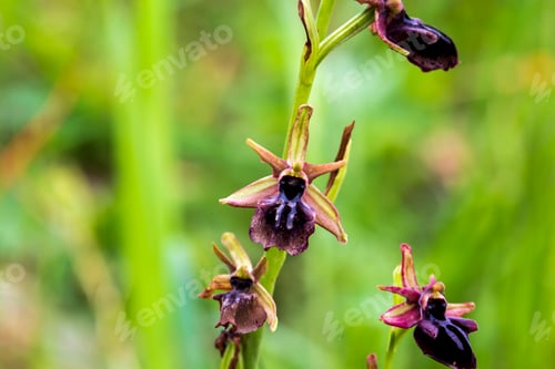 Preview: Wild orchid; Close up photo of Ophrys incubacea