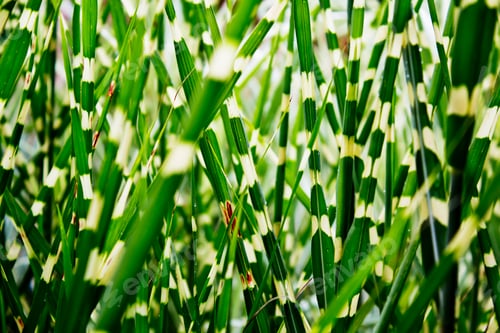 Preview: Miscanthus sinensis zebrinus, close-up