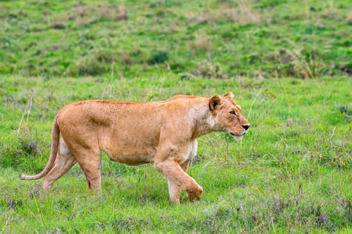 Preview: Lioness or Panthera Leo walks in green savannah