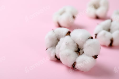 Preview: Fluffy cotton flowers on pink background, closeup. Space for text
