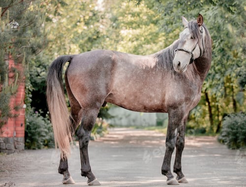 Preview: Beautiful horse portrait in motion in the stallion. Equine. Countryside. Equestrian