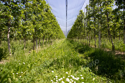 Preview: Orchard with anti hail net