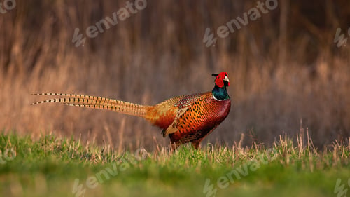 Preview: Common pheasant standing on field in spring nature
