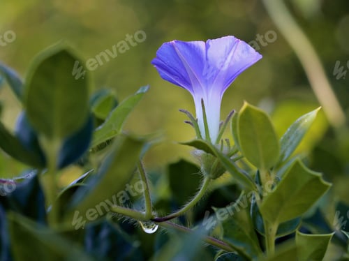 Preview: Morning Glory Flowers - Close Up Photograph Of Wild Morning Glory Vines And Flowers Growing On A