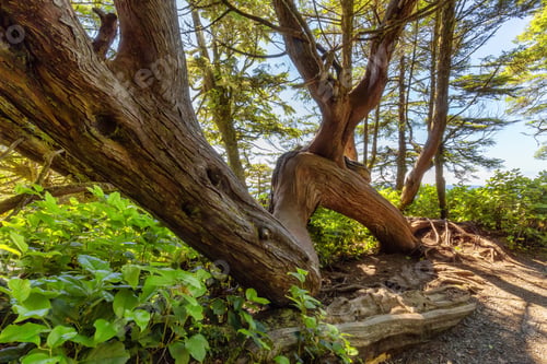 Preview: Lush green trees and bushes overlooking the Ocean in the Morning.
