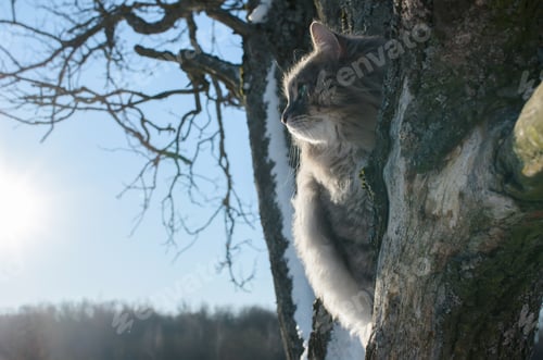 Preview: Close-up portrait of cat sitting on tree and looking to the side
