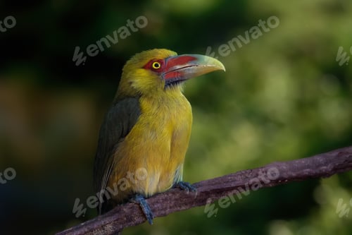 Preview: Saffron Toucanet bird (Pteroglossus bailloni)