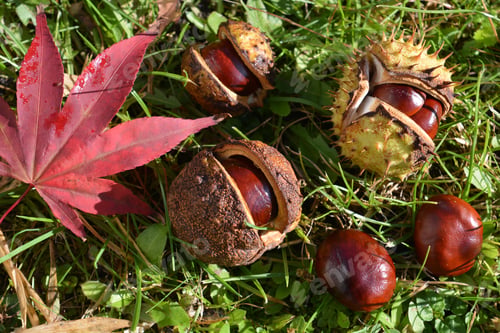 Preview: Conkers, the fallen seeds of horse chestnut tree, and a fallen red maple leaf on green grass autumn