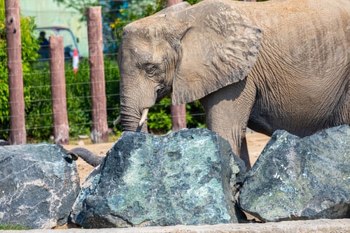 Preview: Elephant Exploring Rocks at Safari Park