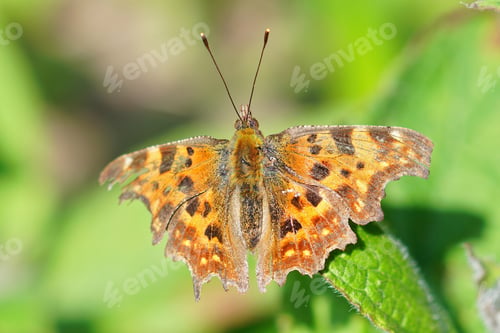 Preview: Shallow focus of a Comma butterfly a species which overwinters and emerges soon in the spring