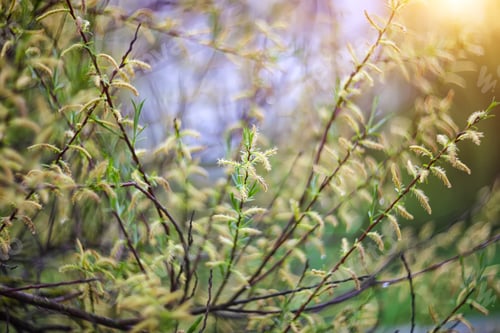 Preview: twinkling lights vivid color blurred bokeh spring from leaf back