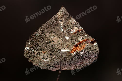 Preview: Macro shot of leaf vein skeleton. Abstract texture background.