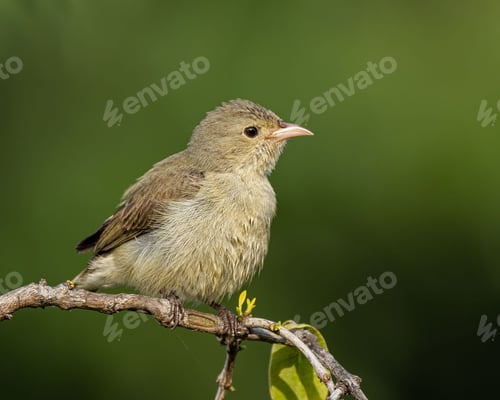 Preview: Acrocephalus perching on tree branch