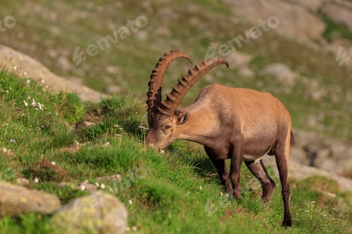 Preview: Ibex , Range of Mont-Blanc, French Alps