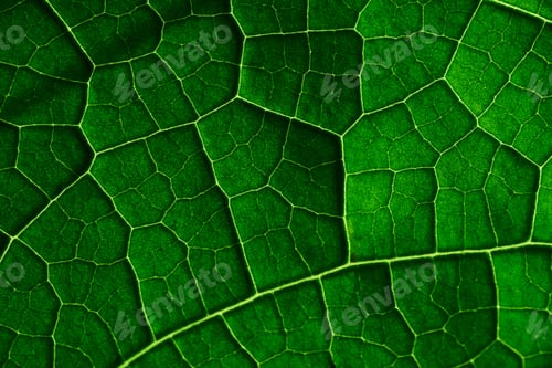 Preview: Close-up view of pattern of the green leaf