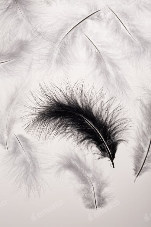 Preview: Black and white feathers