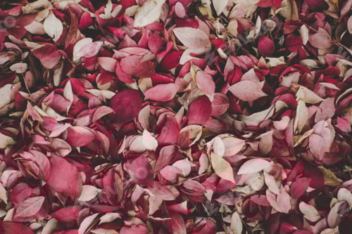 Preview: Pile of Fallen Autumn Leaves on the Ground