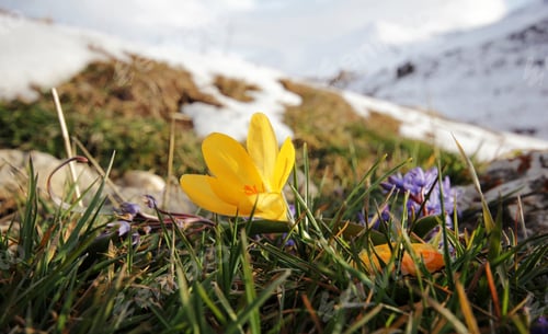 Preview: crocus and hyacinth on the mountain
