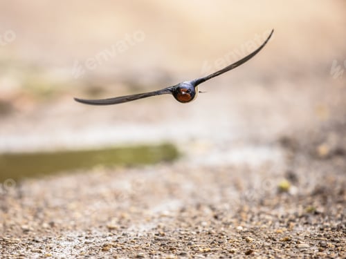 Preview: Barn swallow flying on light background