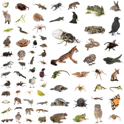 Preview: european wildlife in studio