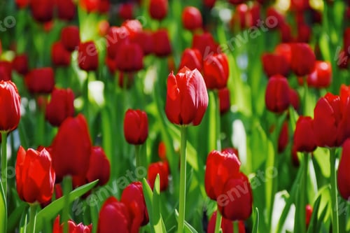 Preview: Beautiful colorful red tulip flowers bloom in spring garden.Decorative wallpaper with flower blossom
