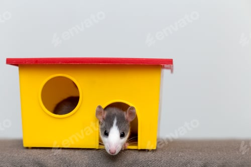 Preview: Curious Pet Rat Peeking Out of Colorful Toy