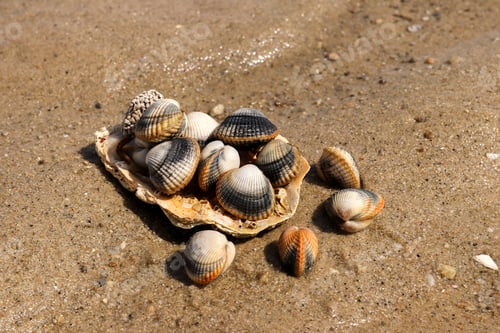Preview: Common cockles on the sand - edible saltwater clams