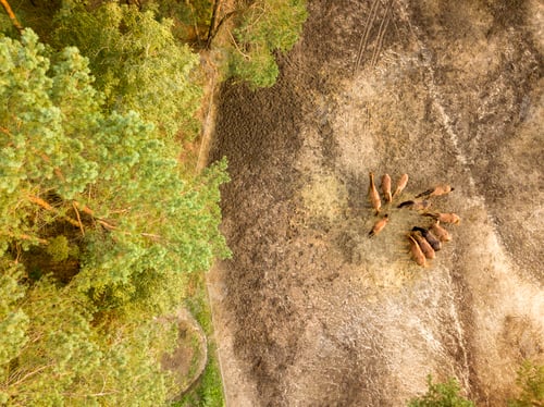 Preview: Aerial view from the drone of a small herd of horses for walking near the forest