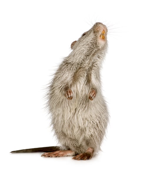 Preview: Coypu or Nutria (Myocastor coypus)