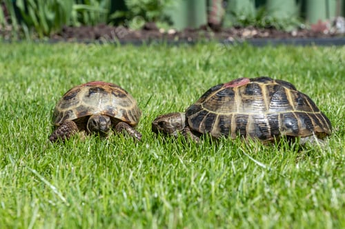 Preview: Two terrestrial house tortoises crawl on a green grass lawn in the afternoon under the sun.