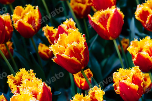 Preview: Colorful spring fresh dutch tulips. Assorted colors
