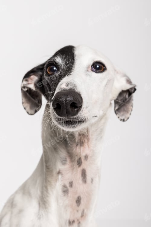 Preview: Greyhound dog poses elegantly in a studio