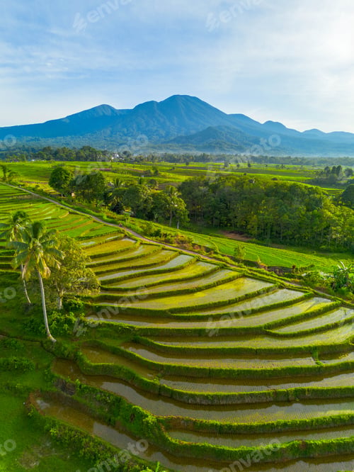 Preview: indonesia beauty landscape paddy fields in north bengkulu natural beautiful morning view from asia