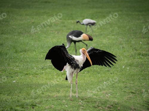 Preview: A white stork looking in a meadow.