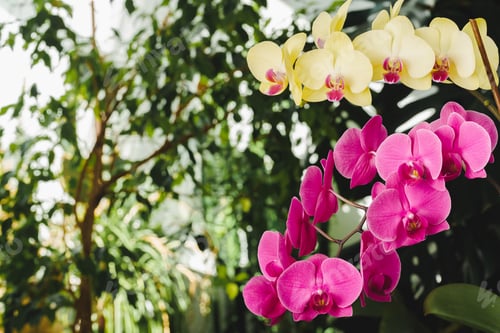 Preview: Two branches of pink and yellow orchid plants