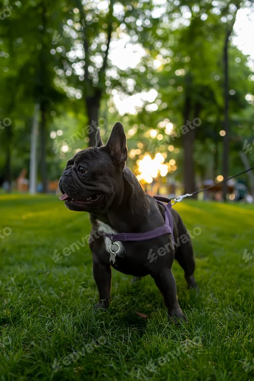 Preview: a trained dog With a collar stands in the park at sunset looks to the side and sticks out his tongue