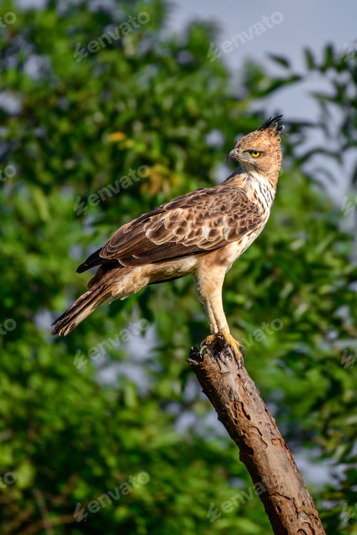 Preview: Crested hawk-eagle perched in a bare treetop in the evening at Udawalawa national park