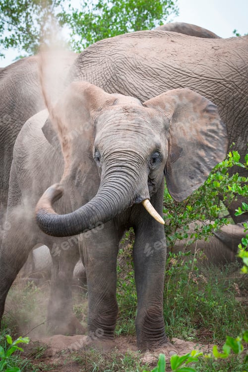Preview: An elephant calf, Loxodonta africana, has a sand bath, lift trunk up and spray back with sand,
