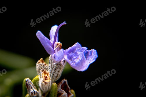 Preview: Macro photo of purple flower of Salvia rosmarinus rosemary