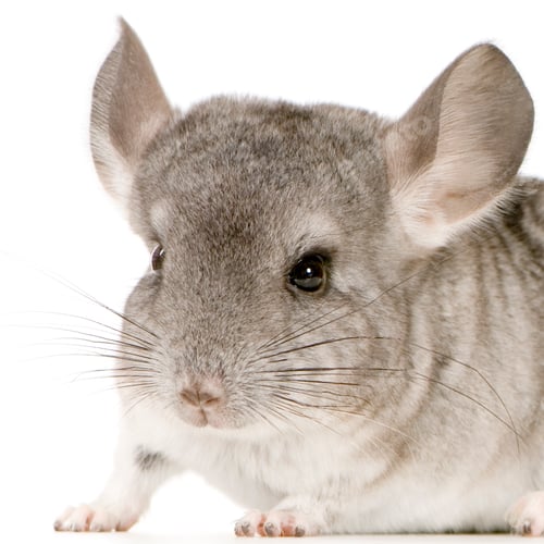 Preview: Chinchilla