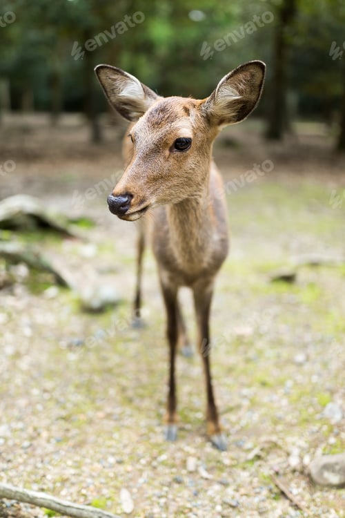 Preview: Cute deer