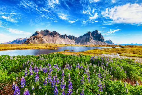 Preview: Beautiful sunny day and lupine flowers on Stokksnes cape in Iceland.